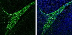 alpha Synuclein Polyclonal Antibody:Antibodies, Polyclonal