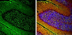 alpha Synuclein Polyclonal Antibody:Antibodies, Polyclonal
