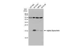 alpha Synuclein Polyclonal Antibody:Antibodies, Polyclonal