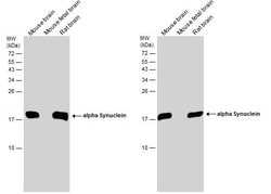 Invitrogen alpha Synuclein Polyclonal Antibody 100 &mu;L; Unconjugated:Antibodies,
