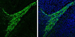alpha Synuclein Polyclonal Antibody:Antibodies, Polyclonal