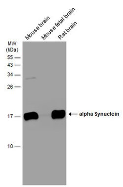 alpha Synuclein Polyclonal Antibody:Antibodies, Polyclonal