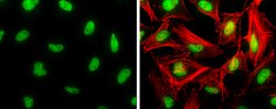 Invitrogen CREB Polyclonal Antibody 100 &mu;L; Unconjugated:Antibodies,