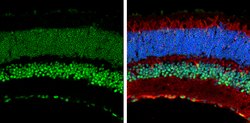 Invitrogen CREB Polyclonal Antibody 100 &mu;L; Unconjugated:Antibodies,