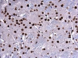 Invitrogen CREB Polyclonal Antibody 100 &mu;L; Unconjugated:Antibodies,