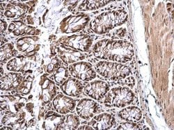 Invitrogen CREB Polyclonal Antibody 100 &mu;L; Unconjugated:Antibodies,