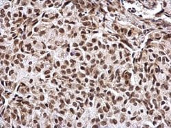 Invitrogen CREB Polyclonal Antibody 100 &mu;L; Unconjugated:Antibodies,
