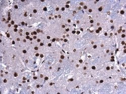 Invitrogen CREB Polyclonal Antibody 100 &mu;L; Unconjugated:Antibodies,