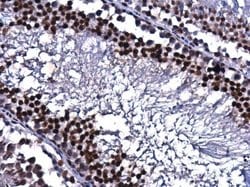 Invitrogen CREB Polyclonal Antibody 100 &mu;L; Unconjugated:Antibodies,