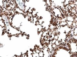 Invitrogen CREB Polyclonal Antibody 100 &mu;L; Unconjugated:Antibodies,