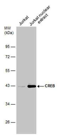 Invitrogen CREB Polyclonal Antibody 100 &mu;L; Unconjugated:Antibodies,
