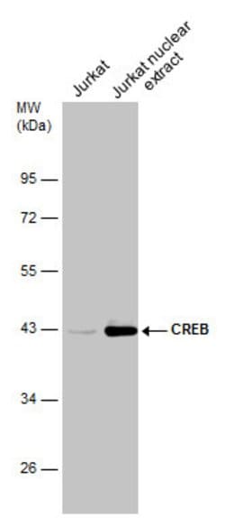Invitrogen CREB Polyclonal Antibody 100 &mu;L; Unconjugated:Antibodies,