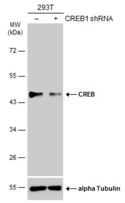 Invitrogen CREB Polyclonal Antibody 100 &mu;L | Buy Online | Invitrogen&trade; | Fisher Scientific