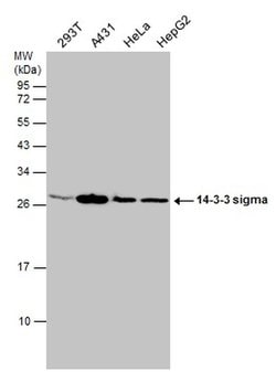 Invitrogen 14-3-3 sigma Polyclonal Antibody 100 &mu;L; Unconjugated:Antibodies,