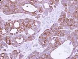 Invitrogen 14-3-3 sigma Polyclonal Antibody 100 &mu;L; Unconjugated:Antibodies,