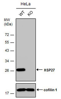 Invitrogen HSP27 Polyclonal Antibody 100 &mu;L | Buy Online | Invitrogen&trade; | Fisher Scientific