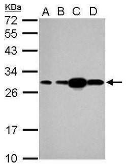Invitrogen HSP27 Polyclonal Antibody 100 &mu;L | Buy Online | Invitrogen&trade; | Fisher Scientific