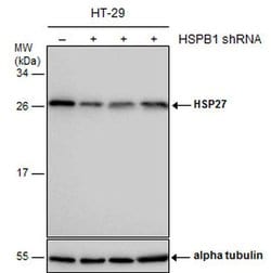 Invitrogen HSP27 Polyclonal Antibody 100 &mu;L | Buy Online | Invitrogen&trade; | Fisher Scientific