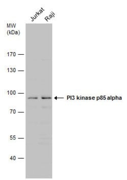 Invitrogen PI3K p85 alpha Polyclonal Antibody 100 &mu;L; Unconjugated:Antibodies,