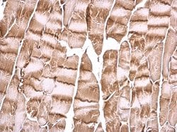 Invitrogen PI3K p85 alpha Polyclonal Antibody 100 &mu;L; Unconjugated:Antibodies,