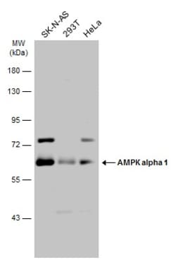 Invitrogen AMPK alpha-1 Polyclonal Antibody 100 &mu;L | Buy Online | Invitrogen&trade; | Fisher Scientific