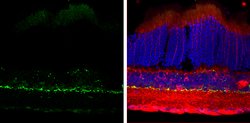 Invitrogen Tyrosine Hydroxylase Polyclonal Antibody 100 &mu;L; Unconjugated:Antibodies,