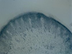 Invitrogen Tyrosine Hydroxylase Polyclonal Antibody 100 &mu;L; Unconjugated:Antibodies,