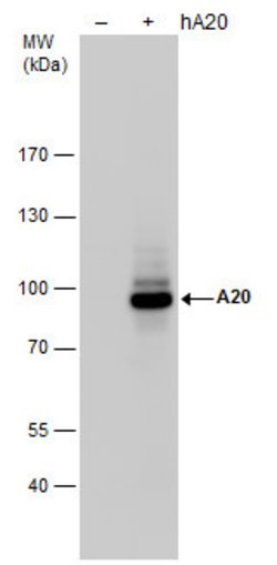 Invitrogen TNFAIP3 Polyclonal Antibody 100 &mu;L; Unconjugated:Antibodies,