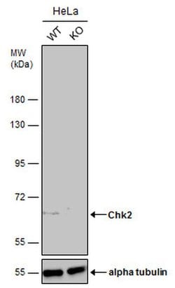 Invitrogen CHK2 Polyclonal Antibody 100 &mu;L; Unconjugated:Antibodies,