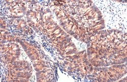 Invitrogen IL-1 alpha Polyclonal Antibody 100 &mu;L; Unconjugated:Antibodies,