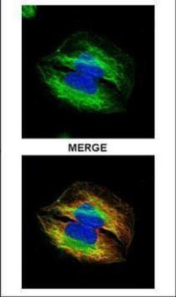 TUBA4A Polyclonal Antibody, Invitrogen 100 &mu;L | Buy Online | Invitrogen | Fisher Scientific