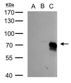 Invitrogen BMPR1A Polyclonal Antibody 100 &mu;L; Unconjugated:Antibodies,