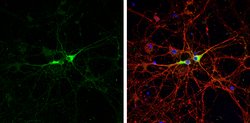 Invitrogen GAD67 Polyclonal Antibody 100 &mu;L; Unconjugated:Antibodies,