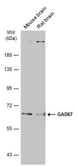 Invitrogen GAD67 Polyclonal Antibody 100 &mu;L; Unconjugated:Antibodies,