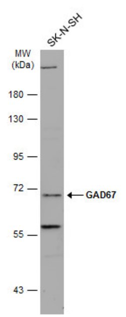Invitrogen GAD67 Polyclonal Antibody 100 &mu;L; Unconjugated:Antibodies,