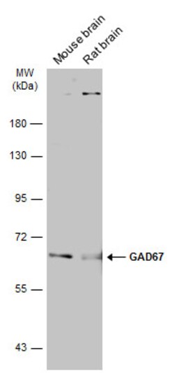 Invitrogen GAD67 Polyclonal Antibody 100 &mu;L; Unconjugated:Antibodies,