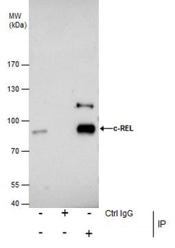 Invitrogen c-Rel Polyclonal Antibody 100 &mu;L | Buy Online | Invitrogen&trade; | Fisher Scientific