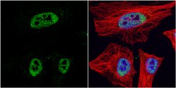 Invitrogen HDAC3 Polyclonal Antibody 100 &mu;L; Unconjugated:Antibodies,