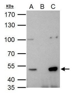 Invitrogen HDAC3 Polyclonal Antibody 100 &mu;L; Unconjugated:Antibodies,