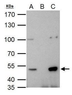 Invitrogen HDAC3 Polyclonal Antibody 100 &mu;L; Unconjugated:Antibodies,