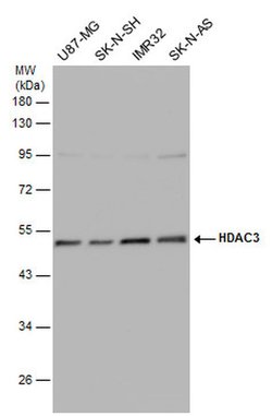 Invitrogen HDAC3 Polyclonal Antibody 100 &mu;L; Unconjugated:Antibodies,