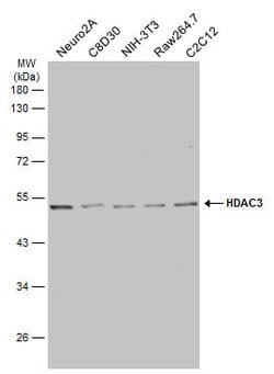 Invitrogen HDAC3 Polyclonal Antibody 100 &mu;L; Unconjugated:Antibodies,