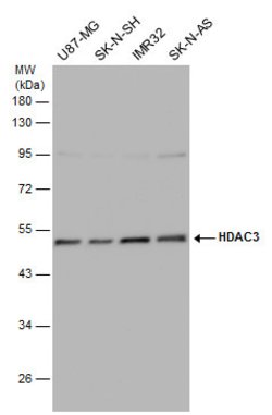 Invitrogen HDAC3 Polyclonal Antibody 100 &mu;L; Unconjugated:Antibodies,