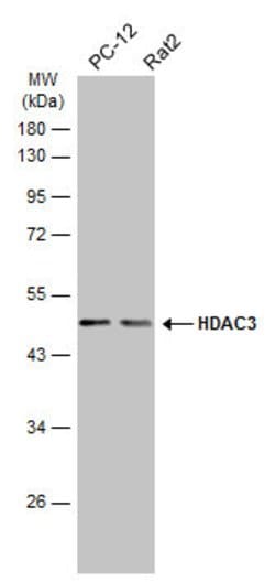 Invitrogen HDAC3 Polyclonal Antibody 100 &mu;L; Unconjugated:Antibodies,