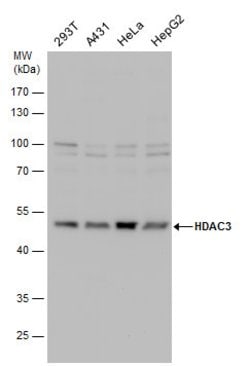 Invitrogen HDAC3 Polyclonal Antibody 100 &mu;L; Unconjugated:Antibodies,