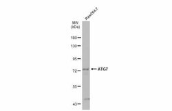 Invitrogen ATG7 Polyclonal Antibody 100 &mu;L; Unconjugated:Antibodies,