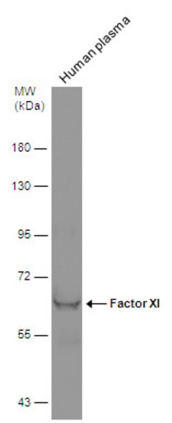 Invitrogen Factor XI Polyclonal Antibody 100 &mu;L; Unconjugated:Antibodies,