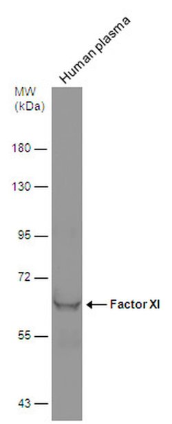 Invitrogen Factor XI Polyclonal Antibody 100 &mu;L; Unconjugated:Antibodies,