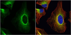 Invitrogen ERp57 Polyclonal Antibody 100 &mu;L; Unconjugated:Antibodies,