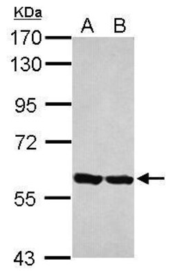 Invitrogen ERp57 Polyclonal Antibody 100 &mu;L; Unconjugated:Antibodies,